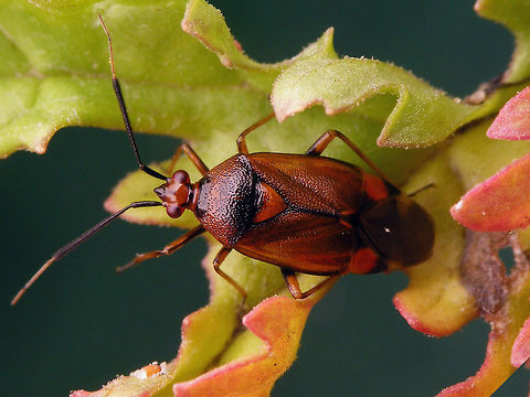 Deraeocoris ruber just adding some colour variants Cimicomorpha,Deraeocoris,Deraeocoris ruber,Hemiptera,Heteroptera,Miridae,Red Bug