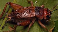 Crazy Red Gryllus locorojo - close-up https://www.jungledragon.com/image/63322/crazy_red_-_gryllus_locorojo_-_lateral.html<br />
https://www.jungledragon.com/image/63321/crazy_red_-_gryllus_locorojo_-_dorso-lateral.html Crazy Red,Ensifera,Gryllidae,Gryllus,Gryllus locorojo,Orthoptera