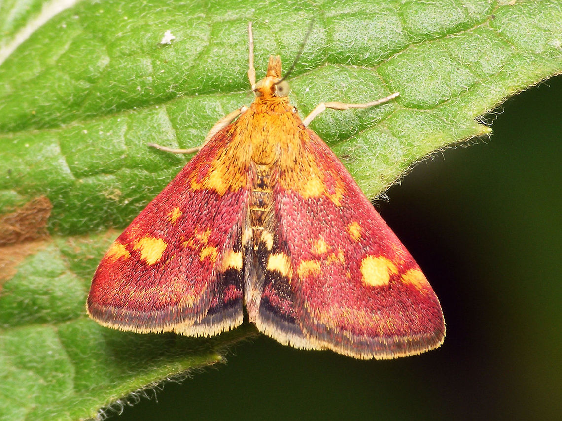 Pyrausta aurata Pyrausta aurata Crambidae,Geotagged,Jane's garden,Lepidoptera,Mint Moth,Netherlands,Pyraloidea,Pyrausta,Pyrausta aurata,Pyraustinae,nl: Muntvlindertje