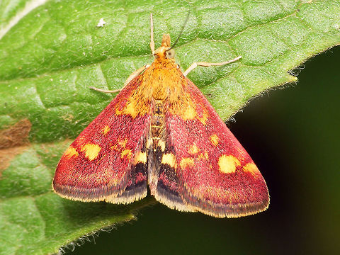 Pyrausta aurata Pyrausta aurata Crambidae,Geotagged,Jane's garden,Lepidoptera,Mint Moth,Netherlands,Pyraloidea,Pyrausta,Pyrausta aurata,Pyraustinae,nl: Muntvlindertje
