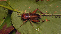 Crazy Red - Gryllus locorojo - dorso-lateral This "intruder" was found in a terrarium with House Crickets used for feeding some Mantodea currently on display in our local museum.<br />
https://www.jungledragon.com/image/63322/crazy_red_-_gryllus_locorojo_-_lateral.html<br />
https://www.jungledragon.com/image/63319/crazy_red_gryllus_locorojo_-_close-up.html Crazy Red,Ensifera,Gryllidae,Gryllus,Gryllus locorojo,Orthoptera