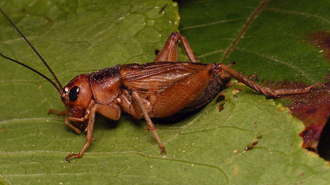 Crazy Red - Gryllus locorojo - lateral https://www.jungledragon.com/image/63319/crazy_red_gryllus_locorojo_-_close-up.html
https://www.jungledragon.com/image/63321/crazy_red_-_gryllus_locorojo_-_dorso-lateral.html Crazy Red,Ensifera,Gryllidae,Gryllus,Gryllus locorojo,Orthoptera