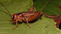 Crazy Red - Gryllus locorojo - lateral https://www.jungledragon.com/image/63319/crazy_red_gryllus_locorojo_-_close-up.html<br />
https://www.jungledragon.com/image/63321/crazy_red_-_gryllus_locorojo_-_dorso-lateral.html Crazy Red,Ensifera,Gryllidae,Gryllus,Gryllus locorojo,Orthoptera