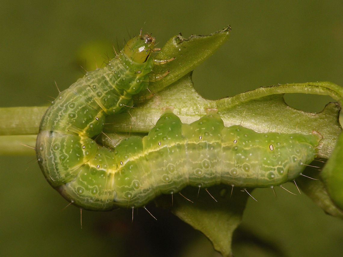 Autographa gamma - caterpillar Four of these totally destroyed my Basilicum plant in the kitchen ... Autographa gamma,Silver Y