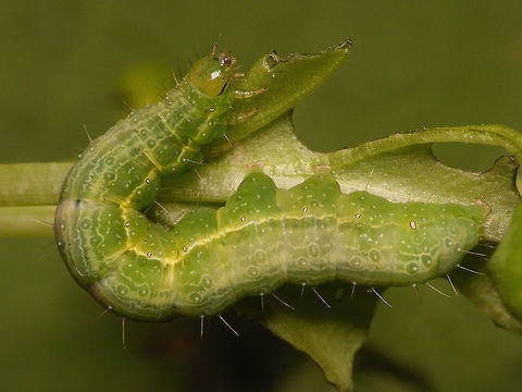 Autographa gamma - caterpillar Four of these totally destroyed my Basilicum plant in the kitchen ... Autographa gamma,Silver Y