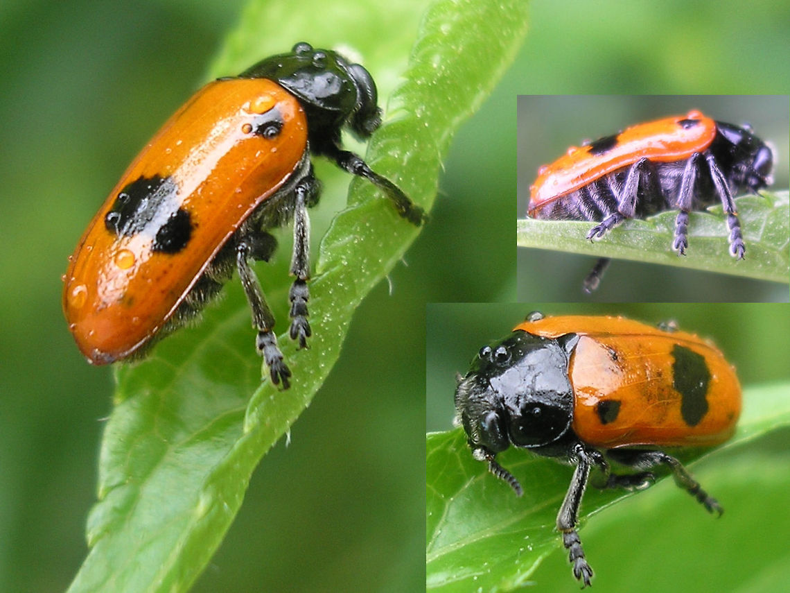 Clytra laeviuscula - collage Old collage of Clytra laeviuscula from France Chrysomelidae,Clytra,Clytra laeviuscula,Clytrinae,Clytrini,nl: Gladde mierenzakkever