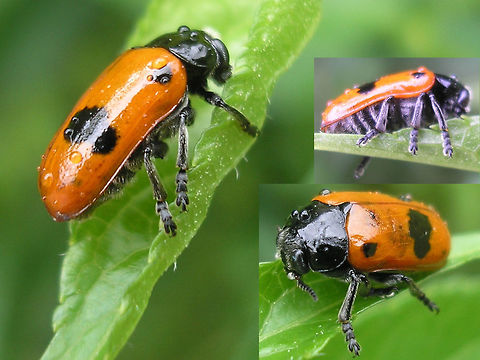 Clytra laeviuscula - collage Old collage of Clytra laeviuscula from France Chrysomelidae,Clytra,Clytra laeviuscula,Clytrinae,Clytrini,nl: Gladde mierenzakkever