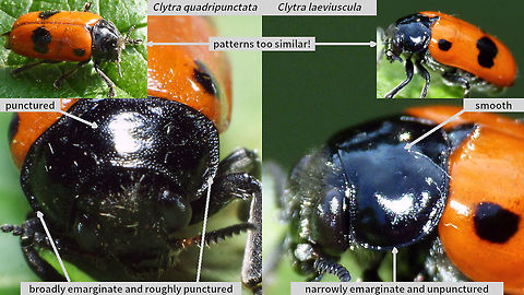 Clytra quadripunctata vs laeviuscula Over large parts of northern and central Europe these are the two Clytra spp. that often get confused, so here is a quick and dirty ID help.
Some keys stress that laeviuscula normally has much larger hind spots, that may even blend into an uninterrupted band and that quadripunctata has a much smaller hind spot that doesn't reach the margins of each elytron, but clearly that is NOT a reliable character for ID (see top corner insets).
Best character for photo ID is the pronotum:
The disc is almost smooth (_very_ finely punctate) on laeviuscula and clearly punctate on quadripunctata and the lateral margin is widly emarignate with a rough surface on quadripunctata and only narrowly emarignate and smooth on laeviuscula

That said: On most average photos this is quite hard to appreciate correctly, so always make a point of getting this in focus on a few close-up shots!   Chrysomelidae,Clytra,Clytra laeviuscula,Clytra quadripunctata,Clytrinae,Clytrini,Leaf beetle ID help,nl: Gewone mierenzakkever,nl: Gladde mierenzakkever