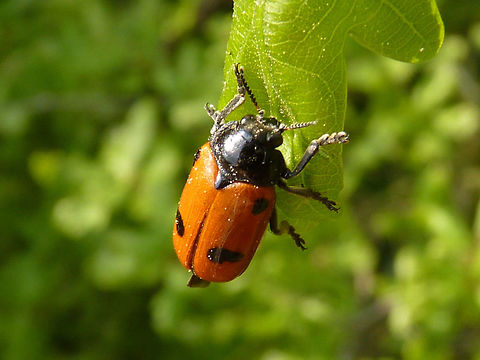 Clytra quadripunctata Just to add a shot of this species - not the best photo, but "in the field" :o) Chrysomelidae,Clytra,Clytra quadripunctata,Clytrinae,Clytrini,nl: Gewone mierenzakkever