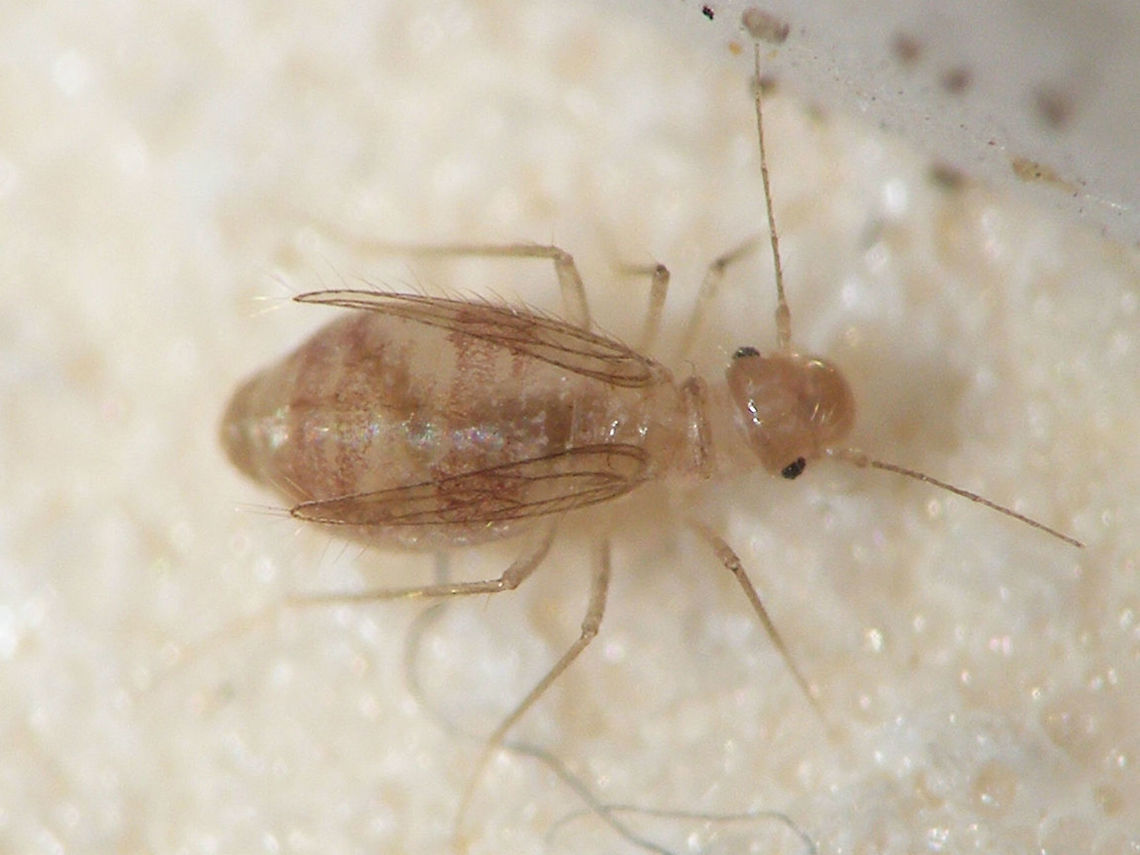 Dorypteryx domestica just adding another species of Psocoptera Barklouse,Dorypteryx,Dorypteryx domestica,Psocoptera,Psyllipsocidae