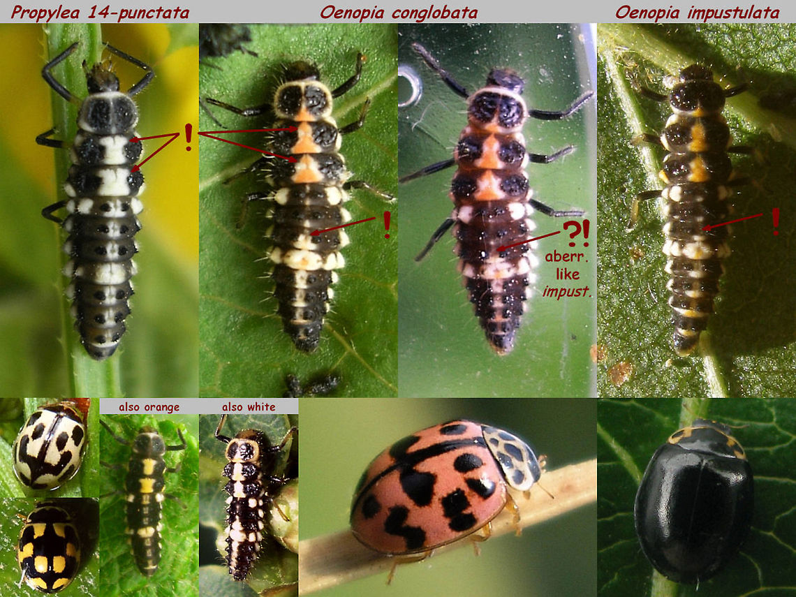 Propylea vs Oenopia larvae ID help for the larvae of some Propylea and Oenopia species<br />
Propylea has the pale markings on the dorsum of the thorax hourglass shaped, vs Oenopia bell shaped.<br />
The pale colour on Propylea is _usually_ white, but orange specimen do occur<br />
The pale colour on Oenopia is _usually_ orange, but white specimen do occur<br />
The difference between the two Oenopia is subtle: On O. impustulata the pale patches along the centre line are mostly formed by a narrow cross bar at the hind margin of each segment vs conglobata with a more clearly developed patch over the whole length of the segment (again: sligtly bell shaped). This is normally especially evident on abdomen segment 3, but exceptions/aberrations can make this a tad iffy to use (look at the average markings over the whole of the central stripe). Coccinellidae,Coccinellinae,Ladybird ID help,Oenopia,Oenopia conglobata,Oenopia impustulata,Propylea quatuordecimpunctata,larva,nl: Ongevlekt lieveheersbeestje,nl: Schaakbordlieveheersbeestje,nl: Vloeivleklieveheersbeestje