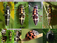 Propylea vs Oenopia larvae ID help for the larvae of some Propylea and Oenopia species<br />
Propylea has the pale markings on the dorsum of the thorax hourglass shaped, vs Oenopia bell shaped.<br />
The pale colour on Propylea is _usually_ white, but orange specimen do occur<br />
The pale colour on Oenopia is _usually_ orange, but white specimen do occur<br />
The difference between the two Oenopia is subtle: On O. impustulata the pale patches along the centre line are mostly formed by a narrow cross bar at the hind margin of each segment vs conglobata with a more clearly developed patch over the whole length of the segment (again: sligtly bell shaped). This is normally especially evident on abdomen segment 3, but exceptions/aberrations can make this a tad iffy to use (look at the average markings over the whole of the central stripe). Coccinellidae,Coccinellinae,Ladybird ID help,Oenopia,Oenopia conglobata,Oenopia impustulata,Propylea quatuordecimpunctata,larva,nl: Ongevlekt lieveheersbeestje,nl: Schaakbordlieveheersbeestje,nl: Vloeivleklieveheersbeestje