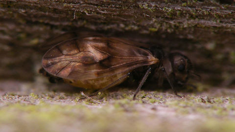 Peripsocus milleri - female hiding Set of images of the first population of this species to be properly identified for the Netherlands in a garden in Kampen (thanks to Peter Kuijper posting them on waarneming.nl).
It has been found on many more locations since and I would presume it to not even be scarce/rare as some older images also seem to show this species, but these were the first to be identified with certainty :o)
https://waarneming.nl/soort/info/678855
https://www.jungledragon.com/image/63724/peripsocus_milleri_-_male.html
https://www.jungledragon.com/image/63725/peripsocus_milleri_-_female.html Barklouse,Peripsocidae,Peripsocus,Peripsocus milleri,Psocoptera