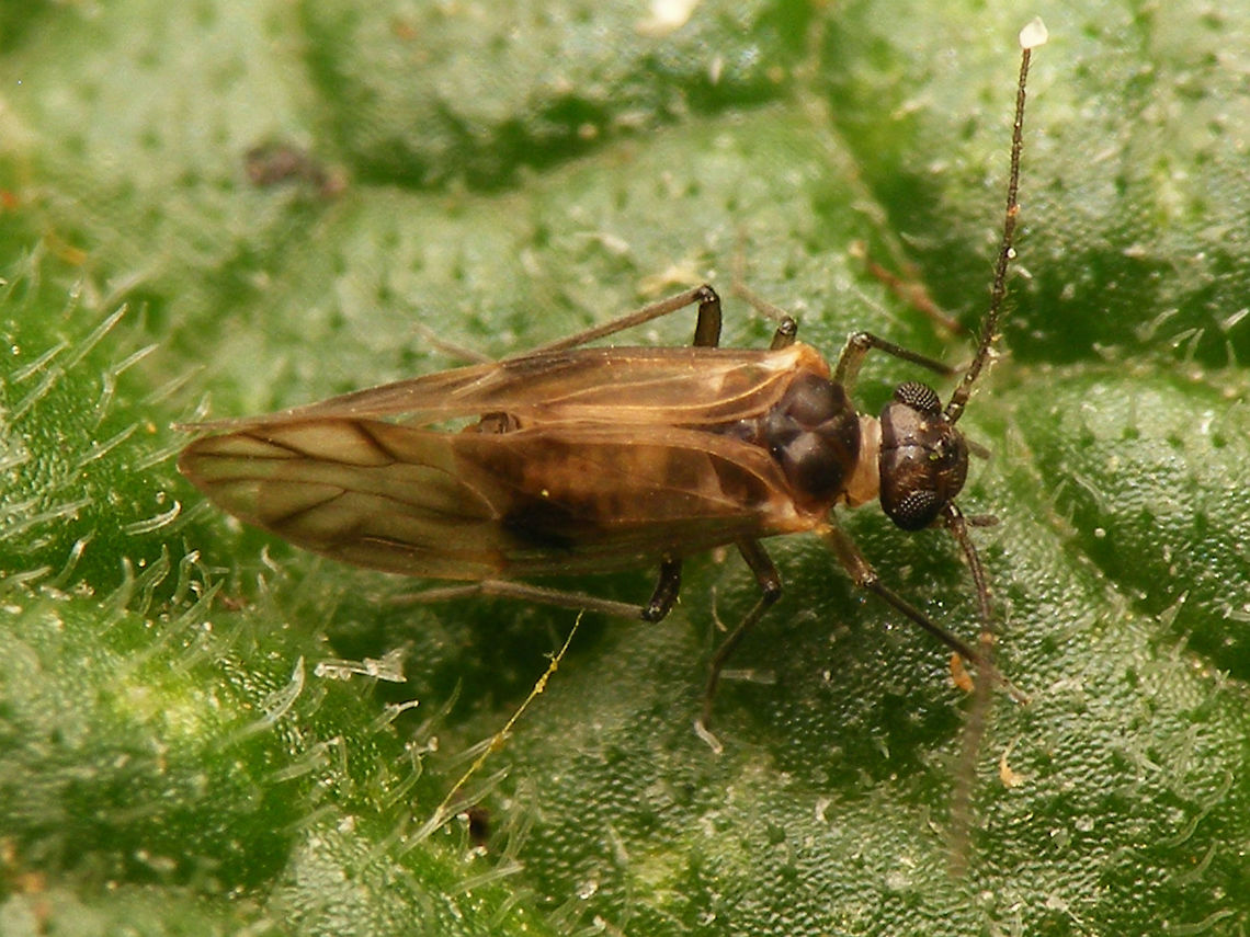 Peripsocus milleri - male Set of images of the first population of this species to be properly identified for the Netherlands in a garden in Kampen (thanks to Peter Kuijper posting them on waarneming.nl).<br />
It has been found on many more locations since and I would presume it to not even be scarce/rare as some older images also seem to show this species, but these were the first to be identified with certainty :o)<br />
<a href="https://waarneming.nl/soort/info/678855" rel="nofollow">https://waarneming.nl/soort/info/678855</a><br />
<figure class="photo"><a href="https://www.jungledragon.com/image/63725/peripsocus_milleri_-_female.html" title="Peripsocus milleri - female"><img src="https://s3.amazonaws.com/media.jungledragon.com/images/3043/63725_thumb.jpg?AWSAccessKeyId=05GMT0V3GWVNE7GGM1R2&Expires=1759968010&Signature=MKPl6ff3lKlwpnX1dscJwVZ3RMA%3D" width="200" height="150" alt="Peripsocus milleri - female Set of images of the first population of this species to be properly identified for the Netherlands in a garden in Kampen (thanks to Peter Kuijper posting them on waarneming.nl).<br />
It has been found on many more locations since and I would presume it to not even be scarce/rare as some older images also seem to show this species, but these were the first to be identified with certainty :o)<br />
https://waarneming.nl/soort/info/678855<br />
https://www.jungledragon.com/image/63724/peripsocus_milleri_-_male.html<br />
https://www.jungledragon.com/image/63723/peripsocus_milleri_-_female_hiding.html<br />
Meantime this image was used in an article in Entomologische Berichten, to put this species on the map for NL officially:<br />
Noordijk, J.; Kruithof, A. (2021) Een nieuwe en al wijdverspreide stofluis in Nederland: Peripsocus milleri (Psocodea: Peripsocidae), Entomologische Berichten, vol.81(2), pp.70-72.<br />
https://www.nev.nl/pages/publicaties/eb/nummers/2021/81-2/70-72.pdf Barklouse,Peripsocidae,Peripsocus,Peripsocus milleri,Psocoptera" /></a></figure><br />
<figure class="photo"><a href="https://www.jungledragon.com/image/63723/peripsocus_milleri_-_female_hiding.html" title="Peripsocus milleri - female hiding"><img src="https://s3.amazonaws.com/media.jungledragon.com/images/3043/63723_thumb.jpg?AWSAccessKeyId=05GMT0V3GWVNE7GGM1R2&Expires=1759968010&Signature=gw4QpkHiGdF8paFU3qWLsS%2BwNHE%3D" width="200" height="114" alt="Peripsocus milleri - female hiding Set of images of the first population of this species to be properly identified for the Netherlands in a garden in Kampen (thanks to Peter Kuijper posting them on waarneming.nl).<br />
It has been found on many more locations since and I would presume it to not even be scarce/rare as some older images also seem to show this species, but these were the first to be identified with certainty :o)<br />
https://waarneming.nl/soort/info/678855<br />
https://www.jungledragon.com/image/63724/peripsocus_milleri_-_male.html<br />
https://www.jungledragon.com/image/63725/peripsocus_milleri_-_female.html Barklouse,Peripsocidae,Peripsocus,Peripsocus milleri,Psocoptera" /></a></figure><br />
Meantime this image was used in an article in Entomologische Berichten, to put this species on the map for NL officially:<br />
Noordijk, J.; Kruithof, A. (2021) Een nieuwe en al wijdverspreide stofluis in Nederland: Peripsocus milleri (Psocodea: Peripsocidae), Entomologische Berichten, vol.81(2), pp.70-72.<br />
<a href="https://www.nev.nl/pages/publicaties/eb/nummers/2021/81-2/70-72.pdf" rel="nofollow">https://www.nev.nl/pages/publicaties/eb/nummers/2021/81-2/70-72.pdf</a> Barklouse,Peripsocidae,Peripsocus,Peripsocus milleri,Psocoptera