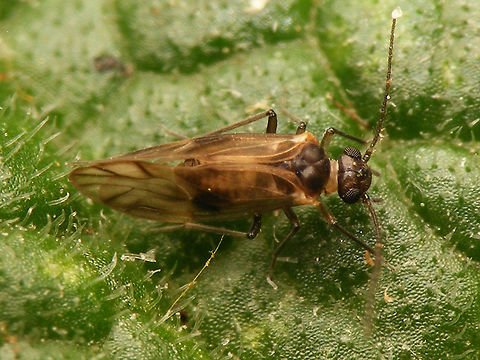 Peripsocus milleri - male Set of images of the first population of this species to be properly identified for the Netherlands in a garden in Kampen (thanks to Peter Kuijper posting them on waarneming.nl).
It has been found on many more locations since and I would presume it to not even be scarce/rare as some older images also seem to show this species, but these were the first to be identified with certainty :o)
https://waarneming.nl/soort/info/678855
https://www.jungledragon.com/image/63725/peripsocus_milleri_-_female.html
https://www.jungledragon.com/image/63723/peripsocus_milleri_-_female_hiding.html
Meantime this image was used in an article in Entomologische Berichten, to put this species on the map for NL officially:
Noordijk, J.; Kruithof, A. (2021) Een nieuwe en al wijdverspreide stofluis in Nederland: Peripsocus milleri (Psocodea: Peripsocidae), Entomologische Berichten, vol.81(2), pp.70-72.
https://www.nev.nl/pages/publicaties/eb/nummers/2021/81-2/70-72.pdf Barklouse,Peripsocidae,Peripsocus,Peripsocus milleri,Psocoptera