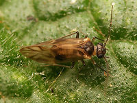 Peripsocus milleri - male Set of images of the first population of this species to be properly identified for the Netherlands in a garden in Kampen (thanks to Peter Kuijper posting them on waarneming.nl).<br />
It has been found on many more locations since and I would presume it to not even be scarce/rare as some older images also seem to show this species, but these were the first to be identified with certainty :o)<br />
https://waarneming.nl/soort/info/678855<br />
https://www.jungledragon.com/image/63725/peripsocus_milleri_-_female.html<br />
https://www.jungledragon.com/image/63723/peripsocus_milleri_-_female_hiding.html<br />
Meantime this image was used in an article in Entomologische Berichten, to put this species on the map for NL officially:<br />
Noordijk, J.; Kruithof, A. (2021) Een nieuwe en al wijdverspreide stofluis in Nederland: Peripsocus milleri (Psocodea: Peripsocidae), Entomologische Berichten, vol.81(2), pp.70-72.<br />
https://www.nev.nl/pages/publicaties/eb/nummers/2021/81-2/70-72.pdf Barklouse,Peripsocidae,Peripsocus,Peripsocus milleri,Psocoptera