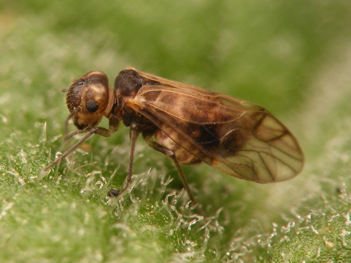 Peripsocus milleri - female Set of images of the first population of this species to be properly identified for the Netherlands in a garden in Kampen (thanks to Peter Kuijper posting them on waarneming.nl).<br />
It has been found on many more locations since and I would presume it to not even be scarce/rare as some older images also seem to show this species, but these were the first to be identified with certainty :o)<br />
<a href="https://waarneming.nl/soort/info/678855" rel="nofollow">https://waarneming.nl/soort/info/678855</a><br />
<figure class="photo"><a href="https://www.jungledragon.com/image/63724/peripsocus_milleri_-_male.html" title="Peripsocus milleri - male"><img src="https://s3.amazonaws.com/media.jungledragon.com/images/3043/63724_thumb.jpg?AWSAccessKeyId=05GMT0V3GWVNE7GGM1R2&Expires=1770854410&Signature=%2FiUEzUy7oLECl9BHymZsXVWQCVQ%3D" width="200" height="150" alt="Peripsocus milleri - male Set of images of the first population of this species to be properly identified for the Netherlands in a garden in Kampen (thanks to Peter Kuijper posting them on waarneming.nl).<br />
It has been found on many more locations since and I would presume it to not even be scarce/rare as some older images also seem to show this species, but these were the first to be identified with certainty :o)<br />
https://waarneming.nl/soort/info/678855<br />
https://www.jungledragon.com/image/63725/peripsocus_milleri_-_female.html<br />
https://www.jungledragon.com/image/63723/peripsocus_milleri_-_female_hiding.html<br />
Meantime this image was used in an article in Entomologische Berichten, to put this species on the map for NL officially:<br />
Noordijk, J.; Kruithof, A. (2021) Een nieuwe en al wijdverspreide stofluis in Nederland: Peripsocus milleri (Psocodea: Peripsocidae), Entomologische Berichten, vol.81(2), pp.70-72.<br />
https://www.nev.nl/pages/publicaties/eb/nummers/2021/81-2/70-72.pdf Barklouse,Peripsocidae,Peripsocus,Peripsocus milleri,Psocoptera" /></a></figure><br />
<figure class="photo"><a href="https://www.jungledragon.com/image/63723/peripsocus_milleri_-_female_hiding.html" title="Peripsocus milleri - female hiding"><img src="https://s3.amazonaws.com/media.jungledragon.com/images/3043/63723_thumb.jpg?AWSAccessKeyId=05GMT0V3GWVNE7GGM1R2&Expires=1770854410&Signature=eho88P9iP4fct5t%2FY2q5QFd9NDY%3D" width="200" height="114" alt="Peripsocus milleri - female hiding Set of images of the first population of this species to be properly identified for the Netherlands in a garden in Kampen (thanks to Peter Kuijper posting them on waarneming.nl).<br />
It has been found on many more locations since and I would presume it to not even be scarce/rare as some older images also seem to show this species, but these were the first to be identified with certainty :o)<br />
https://waarneming.nl/soort/info/678855<br />
https://www.jungledragon.com/image/63724/peripsocus_milleri_-_male.html<br />
https://www.jungledragon.com/image/63725/peripsocus_milleri_-_female.html Barklouse,Peripsocidae,Peripsocus,Peripsocus milleri,Psocoptera" /></a></figure><br />
Meantime this image was used in an article in Entomologische Berichten, to put this species on the map for NL officially:<br />
Noordijk, J.; Kruithof, A. (2021) Een nieuwe en al wijdverspreide stofluis in Nederland: Peripsocus milleri (Psocodea: Peripsocidae), Entomologische Berichten, vol.81(2), pp.70-72.<br />
<a href="https://www.nev.nl/pages/publicaties/eb/nummers/2021/81-2/70-72.pdf" rel="nofollow">https://www.nev.nl/pages/publicaties/eb/nummers/2021/81-2/70-72.pdf</a> Barklouse,Peripsocidae,Peripsocus,Peripsocus milleri,Psocoptera