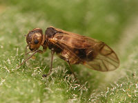 Peripsocus milleri - female Set of images of the first population of this species to be properly identified for the Netherlands in a garden in Kampen (thanks to Peter Kuijper posting them on waarneming.nl).<br />
It has been found on many more locations since and I would presume it to not even be scarce/rare as some older images also seem to show this species, but these were the first to be identified with certainty :o)<br />
https://waarneming.nl/soort/info/678855<br />
https://www.jungledragon.com/image/63724/peripsocus_milleri_-_male.html<br />
https://www.jungledragon.com/image/63723/peripsocus_milleri_-_female_hiding.html<br />
Meantime this image was used in an article in Entomologische Berichten, to put this species on the map for NL officially:<br />
Noordijk, J.; Kruithof, A. (2021) Een nieuwe en al wijdverspreide stofluis in Nederland: Peripsocus milleri (Psocodea: Peripsocidae), Entomologische Berichten, vol.81(2), pp.70-72.<br />
https://www.nev.nl/pages/publicaties/eb/nummers/2021/81-2/70-72.pdf Barklouse,Peripsocidae,Peripsocus,Peripsocus milleri,Psocoptera