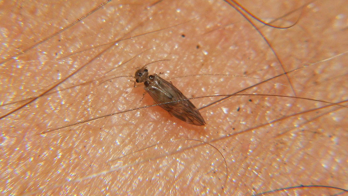 Peripsocus subfasciatus The only image I currently have of this species (on my arm :o)  Barklouse,Peripsocidae,Peripsocus,Peripsocus subfasciatus,Psocoptera