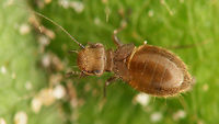 Lepinotus patruelis One of the smaller species, often found in our homes. The adults have rudimentary fore wings, but can easily loose those, making them look like nymphs again. Generally the older specimen are darker though. Here is a short series of specimen from one population roughly in order of age (I guess):<br />
Nymph:<br />
https://www.jungledragon.com/image/63730/lepinotus_patruelis_-_nymph.html<br />
Young adult:<br />
https://www.jungledragon.com/image/63728/lepinotus_patruelis_-_on_paper.html<br />
Medium aged adult:<br />
https://www.jungledragon.com/image/63727/lepinotus_patruelis.html<br />
Older adult with wings lost:<br />
https://www.jungledragon.com/image/63729/lepinotus_patruelis_no_wings.html Barklouse,Lepinotus,Lepinotus patruelis,Psocoptera,Trogiidae