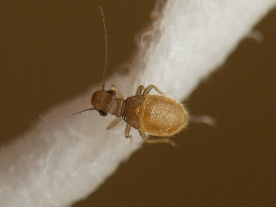 Lepinotus patruelis - on paper One of the smaller species, often found in our homes. The adults have rudimentary fore wings, but can easily loose those, making them look like nymphs again. Generally the older specimen are darker though. Here is a short series of specimen from one population roughly in order of age (I guess):<br />
Nymph:<br />
<figure class="photo"><a href="https://www.jungledragon.com/image/63730/lepinotus_patruelis_-_nymph.html" title="Lepinotus patruelis - nymph"><img src="https://s3.amazonaws.com/media.jungledragon.com/images/3043/63730_thumb.jpg?AWSAccessKeyId=05GMT0V3GWVNE7GGM1R2&Expires=1767225610&Signature=BmxlLGde0z75YcvhjaFZEOa5WAY%3D" width="200" height="150" alt="Lepinotus patruelis - nymph One of the smaller species, often found in our homes. The adults have rudimentary fore wings, but can easily loose those, making them look like nymphs again. Generally the older specimen are darker though. Here is a short series of specimen from one population roughly in order of age (I guess):<br />
Nymph:<br />
https://www.jungledragon.com/image/63730/lepinotus_patruelis_-_nymph.html<br />
Young adult:<br />
https://www.jungledragon.com/image/63728/lepinotus_patruelis_-_on_paper.html<br />
Medium aged adult:<br />
https://www.jungledragon.com/image/63727/lepinotus_patruelis.html<br />
Older adult with wings lost:<br />
https://www.jungledragon.com/image/63729/lepinotus_patruelis_no_wings.html Barklouse,Lepinotus,Lepinotus patruelis,Psocoptera,Trogiidae,nymph" /></a></figure><br />
Young adult:<br />
<figure class="photo"><a href="https://www.jungledragon.com/image/63728/lepinotus_patruelis_-_on_paper.html" title="Lepinotus patruelis - on paper"><img src="https://s3.amazonaws.com/media.jungledragon.com/images/3043/63728_thumb.jpg?AWSAccessKeyId=05GMT0V3GWVNE7GGM1R2&Expires=1767225610&Signature=4RfboUqqjMabJQzDuuHB403A%2Bek%3D" width="200" height="150" alt="Lepinotus patruelis - on paper One of the smaller species, often found in our homes. The adults have rudimentary fore wings, but can easily loose those, making them look like nymphs again. Generally the older specimen are darker though. Here is a short series of specimen from one population roughly in order of age (I guess):<br />
Nymph:<br />
https://www.jungledragon.com/image/63730/lepinotus_patruelis_-_nymph.html<br />
Young adult:<br />
https://www.jungledragon.com/image/63728/lepinotus_patruelis_-_on_paper.html<br />
Medium aged adult:<br />
https://www.jungledragon.com/image/63727/lepinotus_patruelis.html<br />
Older adult with wings lost:<br />
https://www.jungledragon.com/image/63729/lepinotus_patruelis_no_wings.html Barklouse,Lepinotus,Lepinotus patruelis,Psocoptera,Trogiidae" /></a></figure><br />
Medium aged adult:<br />
<figure class="photo"><a href="https://www.jungledragon.com/image/63727/lepinotus_patruelis.html" title="Lepinotus patruelis"><img src="https://s3.amazonaws.com/media.jungledragon.com/images/3043/63727_thumb.jpg?AWSAccessKeyId=05GMT0V3GWVNE7GGM1R2&Expires=1767225610&Signature=%2BWprpKSf%2BfLXxIq3KQCdi8BZoeo%3D" width="200" height="114" alt="Lepinotus patruelis One of the smaller species, often found in our homes. The adults have rudimentary fore wings, but can easily loose those, making them look like nymphs again. Generally the older specimen are darker though. Here is a short series of specimen from one population roughly in order of age (I guess):<br />
Nymph:<br />
https://www.jungledragon.com/image/63730/lepinotus_patruelis_-_nymph.html<br />
Young adult:<br />
https://www.jungledragon.com/image/63728/lepinotus_patruelis_-_on_paper.html<br />
Medium aged adult:<br />
https://www.jungledragon.com/image/63727/lepinotus_patruelis.html<br />
Older adult with wings lost:<br />
https://www.jungledragon.com/image/63729/lepinotus_patruelis_no_wings.html Barklouse,Lepinotus,Lepinotus patruelis,Psocoptera,Trogiidae" /></a></figure><br />
Older adult with wings lost:<br />
<figure class="photo"><a href="https://www.jungledragon.com/image/63729/lepinotus_patruelis_-_wings_lost.html" title="Lepinotus patruelis - wings lost"><img src="https://s3.amazonaws.com/media.jungledragon.com/images/3043/63729_thumb.jpg?AWSAccessKeyId=05GMT0V3GWVNE7GGM1R2&Expires=1767225610&Signature=%2BWSVCWkDD8YWGrydcIJkiEH2toQ%3D" width="200" height="150" alt="Lepinotus patruelis - wings lost One of the smaller species, often found in our homes. The adults have rudimentary fore wings, but can easily loose those, making them look like nymphs again. Generally the older specimen are darker though. Here is a short series of specimen from one population roughly in order of age (I guess):<br />
Nymph:<br />
https://www.jungledragon.com/image/63730/lepinotus_patruelis_-_nymph.html<br />
Young adult:<br />
https://www.jungledragon.com/image/63728/lepinotus_patruelis_-_on_paper.html<br />
Medium aged adult:<br />
https://www.jungledragon.com/image/63727/lepinotus_patruelis.html<br />
Older adult with wings lost:<br />
https://www.jungledragon.com/image/63729/lepinotus_patruelis_no_wings.html Barklouse,Lepinotus,Lepinotus patruelis,Psocoptera,Trogiidae" /></a></figure> Barklouse,Lepinotus,Lepinotus patruelis,Psocoptera,Trogiidae