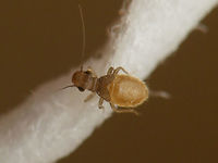 Lepinotus patruelis - on paper One of the smaller species, often found in our homes. The adults have rudimentary fore wings, but can easily loose those, making them look like nymphs again. Generally the older specimen are darker though. Here is a short series of specimen from one population roughly in order of age (I guess):<br />
Nymph:<br />
https://www.jungledragon.com/image/63730/lepinotus_patruelis_-_nymph.html<br />
Young adult:<br />
https://www.jungledragon.com/image/63728/lepinotus_patruelis_-_on_paper.html<br />
Medium aged adult:<br />
https://www.jungledragon.com/image/63727/lepinotus_patruelis.html<br />
Older adult with wings lost:<br />
https://www.jungledragon.com/image/63729/lepinotus_patruelis_no_wings.html Barklouse,Lepinotus,Lepinotus patruelis,Psocoptera,Trogiidae