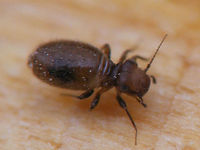 Lepinotus patruelis - wings lost One of the smaller species, often found in our homes. The adults have rudimentary fore wings, but can easily loose those, making them look like nymphs again. Generally the older specimen are darker though. Here is a short series of specimen from one population roughly in order of age (I guess):<br />
Nymph:<br />
https://www.jungledragon.com/image/63730/lepinotus_patruelis_-_nymph.html<br />
Young adult:<br />
https://www.jungledragon.com/image/63728/lepinotus_patruelis_-_on_paper.html<br />
Medium aged adult:<br />
https://www.jungledragon.com/image/63727/lepinotus_patruelis.html<br />
Older adult with wings lost:<br />
https://www.jungledragon.com/image/63729/lepinotus_patruelis_no_wings.html Barklouse,Lepinotus,Lepinotus patruelis,Psocoptera,Trogiidae