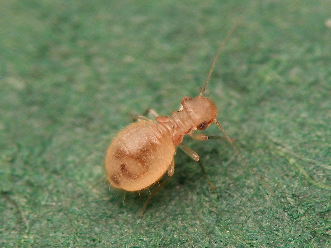 Lepinotus patruelis - nymph One of the smaller species, often found in our homes. The adults have rudimentary fore wings, but can easily loose those, making them look like nymphs again. Generally the older specimen are darker though. Here is a short series of specimen from one population roughly in order of age (I guess):<br />
Nymph:<br />
<figure class="photo"><a href="https://www.jungledragon.com/image/63730/lepinotus_patruelis_-_nymph.html" title="Lepinotus patruelis - nymph"><img src="https://s3.amazonaws.com/media.jungledragon.com/images/3043/63730_thumb.jpg?AWSAccessKeyId=05GMT0V3GWVNE7GGM1R2&Expires=1759968010&Signature=dWFc%2Bkep9dx%2FBlscIxNkcsCdgeQ%3D" width="200" height="150" alt="Lepinotus patruelis - nymph One of the smaller species, often found in our homes. The adults have rudimentary fore wings, but can easily loose those, making them look like nymphs again. Generally the older specimen are darker though. Here is a short series of specimen from one population roughly in order of age (I guess):<br />
Nymph:<br />
https://www.jungledragon.com/image/63730/lepinotus_patruelis_-_nymph.html<br />
Young adult:<br />
https://www.jungledragon.com/image/63728/lepinotus_patruelis_-_on_paper.html<br />
Medium aged adult:<br />
https://www.jungledragon.com/image/63727/lepinotus_patruelis.html<br />
Older adult with wings lost:<br />
https://www.jungledragon.com/image/63729/lepinotus_patruelis_no_wings.html Barklouse,Lepinotus,Lepinotus patruelis,Psocoptera,Trogiidae,nymph" /></a></figure><br />
Young adult:<br />
<figure class="photo"><a href="https://www.jungledragon.com/image/63728/lepinotus_patruelis_-_on_paper.html" title="Lepinotus patruelis - on paper"><img src="https://s3.amazonaws.com/media.jungledragon.com/images/3043/63728_thumb.jpg?AWSAccessKeyId=05GMT0V3GWVNE7GGM1R2&Expires=1759968010&Signature=u2hsAUgg%2FJmAfej8rRsbdj7sZ1k%3D" width="200" height="150" alt="Lepinotus patruelis - on paper One of the smaller species, often found in our homes. The adults have rudimentary fore wings, but can easily loose those, making them look like nymphs again. Generally the older specimen are darker though. Here is a short series of specimen from one population roughly in order of age (I guess):<br />
Nymph:<br />
https://www.jungledragon.com/image/63730/lepinotus_patruelis_-_nymph.html<br />
Young adult:<br />
https://www.jungledragon.com/image/63728/lepinotus_patruelis_-_on_paper.html<br />
Medium aged adult:<br />
https://www.jungledragon.com/image/63727/lepinotus_patruelis.html<br />
Older adult with wings lost:<br />
https://www.jungledragon.com/image/63729/lepinotus_patruelis_no_wings.html Barklouse,Lepinotus,Lepinotus patruelis,Psocoptera,Trogiidae" /></a></figure><br />
Medium aged adult:<br />
<figure class="photo"><a href="https://www.jungledragon.com/image/63727/lepinotus_patruelis.html" title="Lepinotus patruelis"><img src="https://s3.amazonaws.com/media.jungledragon.com/images/3043/63727_thumb.jpg?AWSAccessKeyId=05GMT0V3GWVNE7GGM1R2&Expires=1759968010&Signature=6DcSXhpH3T0zj4rwrcmx%2FLsKMSY%3D" width="200" height="114" alt="Lepinotus patruelis One of the smaller species, often found in our homes. The adults have rudimentary fore wings, but can easily loose those, making them look like nymphs again. Generally the older specimen are darker though. Here is a short series of specimen from one population roughly in order of age (I guess):<br />
Nymph:<br />
https://www.jungledragon.com/image/63730/lepinotus_patruelis_-_nymph.html<br />
Young adult:<br />
https://www.jungledragon.com/image/63728/lepinotus_patruelis_-_on_paper.html<br />
Medium aged adult:<br />
https://www.jungledragon.com/image/63727/lepinotus_patruelis.html<br />
Older adult with wings lost:<br />
https://www.jungledragon.com/image/63729/lepinotus_patruelis_no_wings.html Barklouse,Lepinotus,Lepinotus patruelis,Psocoptera,Trogiidae" /></a></figure><br />
Older adult with wings lost:<br />
<figure class="photo"><a href="https://www.jungledragon.com/image/63729/lepinotus_patruelis_-_wings_lost.html" title="Lepinotus patruelis - wings lost"><img src="https://s3.amazonaws.com/media.jungledragon.com/images/3043/63729_thumb.jpg?AWSAccessKeyId=05GMT0V3GWVNE7GGM1R2&Expires=1759968010&Signature=G4va3vqDHahQCUsPLrTvqaZzJTw%3D" width="200" height="150" alt="Lepinotus patruelis - wings lost One of the smaller species, often found in our homes. The adults have rudimentary fore wings, but can easily loose those, making them look like nymphs again. Generally the older specimen are darker though. Here is a short series of specimen from one population roughly in order of age (I guess):<br />
Nymph:<br />
https://www.jungledragon.com/image/63730/lepinotus_patruelis_-_nymph.html<br />
Young adult:<br />
https://www.jungledragon.com/image/63728/lepinotus_patruelis_-_on_paper.html<br />
Medium aged adult:<br />
https://www.jungledragon.com/image/63727/lepinotus_patruelis.html<br />
Older adult with wings lost:<br />
https://www.jungledragon.com/image/63729/lepinotus_patruelis_no_wings.html Barklouse,Lepinotus,Lepinotus patruelis,Psocoptera,Trogiidae" /></a></figure> Barklouse,Lepinotus,Lepinotus patruelis,Psocoptera,Trogiidae,nymph