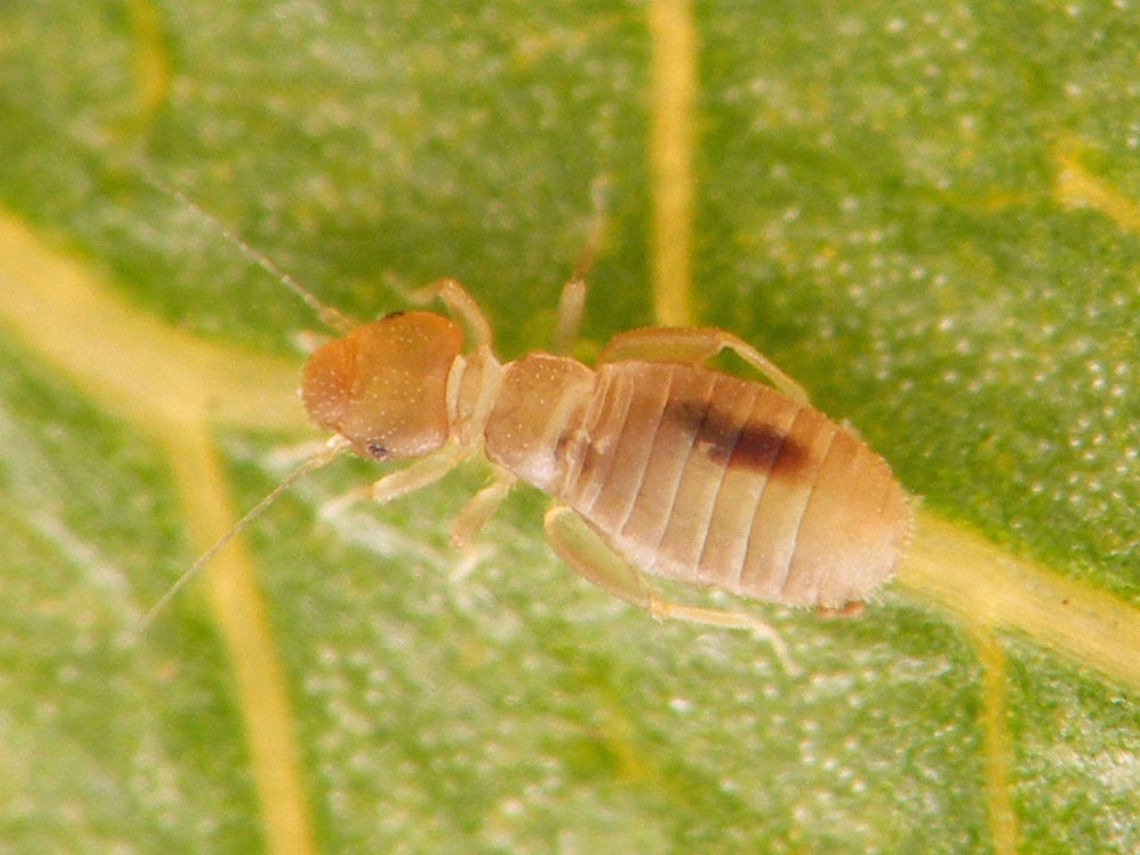 Liposcelis sp. Found this Liposcelis munching away at beetles in a private collection of a friend. Never got around to IDing it properly... Barklouse,Liposcelididae,Liposcelis,Psocoptera