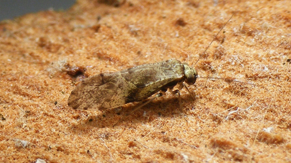 Loensia cf. variegata Very probably Loensia variegata but I didn&#039;t check the genitalia ...<br />
Different angle on same critter:<br />
<figure class="photo"><a href="https://www.jungledragon.com/image/63733/loensia_variegata_-_lateral.html" title="Loensia variegata - lateral"><img src="https://s3.amazonaws.com/media.jungledragon.com/images/3043/63733_thumb.jpg?AWSAccessKeyId=05GMT0V3GWVNE7GGM1R2&Expires=1767225610&Signature=9DOOYg7ufxvzeSu5eMQlT5k2Kn0%3D" width="200" height="114" alt="Loensia variegata - lateral Very probably Loensia variegata but I didn&#039;t check the genitalia ...<br />
Different angle on same critter:<br />
https://www.jungledragon.com/image/63732/loensia_variegata_74.html Barklouse,Loensia,Loensia variegata,Psocidae,Psocoptera" /></a></figure> Barklouse,Loensia,Loensia variegata,Psocidae,Psocoptera