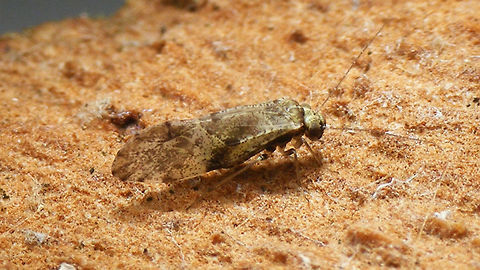 Loensia cf. variegata Very probably Loensia variegata but I didn't check the genitalia ...
Different angle on same critter:
https://www.jungledragon.com/image/63733/loensia_variegata_80.html Barklouse,Loensia,Loensia variegata,Psocidae,Psocoptera