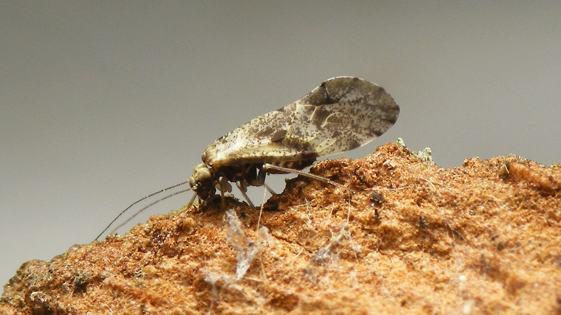 Loensia variegata - lateral Very probably Loensia variegata but I didn&#039;t check the genitalia ...<br />
Different angle on same critter:<br />
<figure class="photo"><a href="https://www.jungledragon.com/image/63732/loensia_cf._variegata.html" title="Loensia cf. variegata"><img src="https://s3.amazonaws.com/media.jungledragon.com/images/3043/63732_thumb.jpg?AWSAccessKeyId=05GMT0V3GWVNE7GGM1R2&Expires=1767225610&Signature=%2BjxLPkOPOuZHZjls%2FhA4Px3Z4NI%3D" width="200" height="114" alt="Loensia cf. variegata Very probably Loensia variegata but I didn&#039;t check the genitalia ...<br />
Different angle on same critter:<br />
https://www.jungledragon.com/image/63733/loensia_variegata_80.html Barklouse,Loensia,Loensia variegata,Psocidae,Psocoptera" /></a></figure> Barklouse,Loensia,Loensia variegata,Psocidae,Psocoptera
