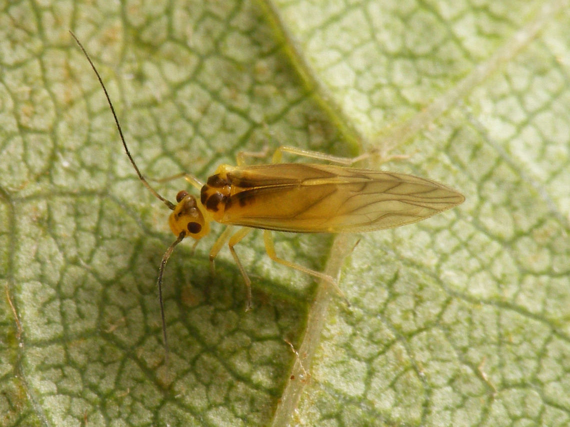 Valenzuela flavidus  Barklouse,Caeciliusidae,Psocoptera,Valenzuela,Valenzuela flavidus