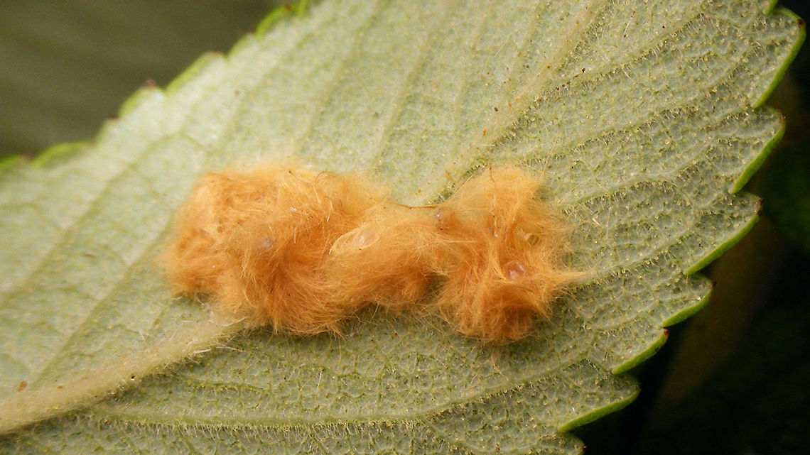 Euproctis similis eggs The female butterfly (mostly white) has these yellow-brown hairs on the end of her abdomen that she drops off together with the eggs to hide and protect these.<br />
Same eggs with one empty egg showing:<br />
<figure class="photo"><a href="https://www.jungledragon.com/image/63919/euproctis_similis_empty_egg.html" title="Euproctis similis empty egg"><img src="https://s3.amazonaws.com/media.jungledragon.com/images/3043/63919_thumb.jpg?AWSAccessKeyId=05GMT0V3GWVNE7GGM1R2&Expires=1769040010&Signature=cGHByYqNh0de3S1OI2EH0wu4mzE%3D" width="200" height="114" alt="Euproctis similis empty egg Some of the eggs had already hatched ... (above, center)<br />
https://www.jungledragon.com/image/63918/euproctis_similis_eggs.html<br />
into this caterpillar<br />
https://www.jungledragon.com/image/63920/euproctis_similis_young_caterpillar.html Euproctis,Euproctis similis,Lymantriidae,Yellow-tail,eggs,nl: Donsvlinder" /></a></figure><br />
Caterpillar:<br />
<figure class="photo"><a href="https://www.jungledragon.com/image/63920/euproctis_similis_young_caterpillar.html" title="Euproctis similis young caterpillar"><img src="https://s3.amazonaws.com/media.jungledragon.com/images/3043/63920_thumb.jpg?AWSAccessKeyId=05GMT0V3GWVNE7GGM1R2&Expires=1769040010&Signature=WeemGHXHHayYu6q%2FUyi4WuW2114%3D" width="200" height="114" alt="Euproctis similis young caterpillar Caterpillar (maybe 1 week?) that originally hatched from these eggs:<br />
https://www.jungledragon.com/image/63918/euproctis_similis_eggs.html<br />
https://www.jungledragon.com/image/63919/euproctis_similis_empty_egg.html Caterpillar,Euproctis,Euproctis similis,Lymantriidae,Yellow-tail,nl: Donsvlinder" /></a></figure> Euproctis,Euproctis similis,Lymantriidae,Yellow-tail,eggs,nl: Donsvlinder