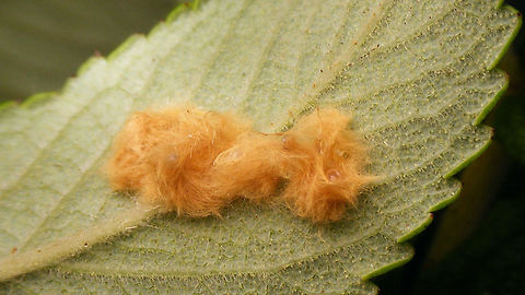 Euproctis similis eggs The female butterfly (mostly white) has these yellow-brown hairs on the end of her abdomen that she drops off together with the eggs to hide and protect these.
Same eggs with one empty egg showing:
https://www.jungledragon.com/image/63919/euproctis_similis_empty_egg.html
Caterpillar:
https://www.jungledragon.com/image/63920/euproctis_similis_young_caterpillar.html Euproctis,Euproctis similis,Lymantriidae,Yellow-tail,eggs,nl: Donsvlinder