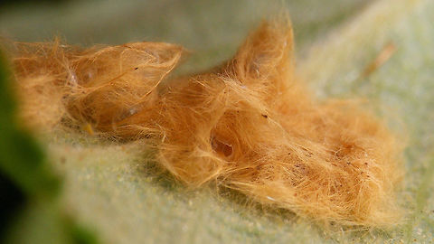 Euproctis similis empty egg Some of the eggs had already hatched ... (above, center)
https://www.jungledragon.com/image/63918/euproctis_similis_eggs.html
into this caterpillar
https://www.jungledragon.com/image/63920/euproctis_similis_young_caterpillar.html Euproctis,Euproctis similis,Lymantriidae,Yellow-tail,eggs,nl: Donsvlinder