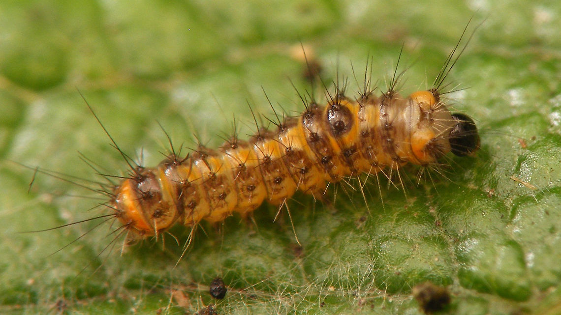 Euproctis similis young caterpillar Caterpillar (maybe 1 week?) that originally hatched from these eggs:<br />
<figure class="photo"><a href="https://www.jungledragon.com/image/63918/euproctis_similis_eggs.html" title="Euproctis similis eggs"><img src="https://s3.amazonaws.com/media.jungledragon.com/images/3043/63918_thumb.jpg?AWSAccessKeyId=05GMT0V3GWVNE7GGM1R2&Expires=1769040010&Signature=HouCUdkI4ZFXKKpo4NO02jvG8g8%3D" width="200" height="114" alt="Euproctis similis eggs The female butterfly (mostly white) has these yellow-brown hairs on the end of her abdomen that she drops off together with the eggs to hide and protect these.<br />
Same eggs with one empty egg showing:<br />
https://www.jungledragon.com/image/63919/euproctis_similis_empty_egg.html<br />
Caterpillar:<br />
https://www.jungledragon.com/image/63920/euproctis_similis_young_caterpillar.html Euproctis,Euproctis similis,Lymantriidae,Yellow-tail,eggs,nl: Donsvlinder" /></a></figure><br />
<figure class="photo"><a href="https://www.jungledragon.com/image/63919/euproctis_similis_empty_egg.html" title="Euproctis similis empty egg"><img src="https://s3.amazonaws.com/media.jungledragon.com/images/3043/63919_thumb.jpg?AWSAccessKeyId=05GMT0V3GWVNE7GGM1R2&Expires=1769040010&Signature=cGHByYqNh0de3S1OI2EH0wu4mzE%3D" width="200" height="114" alt="Euproctis similis empty egg Some of the eggs had already hatched ... (above, center)<br />
https://www.jungledragon.com/image/63918/euproctis_similis_eggs.html<br />
into this caterpillar<br />
https://www.jungledragon.com/image/63920/euproctis_similis_young_caterpillar.html Euproctis,Euproctis similis,Lymantriidae,Yellow-tail,eggs,nl: Donsvlinder" /></a></figure> Caterpillar,Euproctis,Euproctis similis,Lymantriidae,Yellow-tail,nl: Donsvlinder
