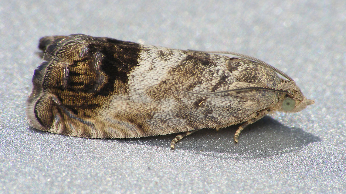 Cydia splendana Sitting on my car, waiting for me one day during Moth Week 2018 :o) Chestnut tortrix,Cydia,Cydia splendana,Moth Week 2018,Tortricidae