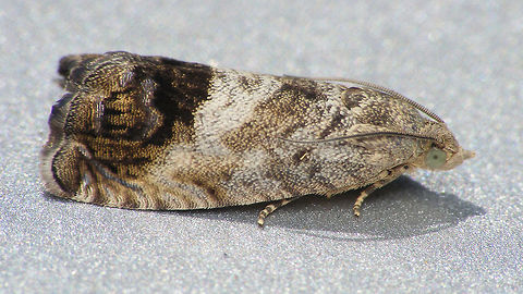 Chestnut tortrix