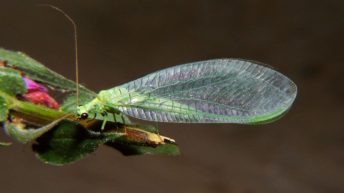 Chrysopa pallens (from Austria) Specimen sent to me from Austria! (but the photo was taken in the Netherlands)<br />
Some other perspectives here:<br />
<figure class="photo"><a href="https://www.jungledragon.com/image/65059/chrysopa_pallens_from_austria_-_collage.html" title="Chrysopa pallens (from Austria) - collage"><img src="https://s3.amazonaws.com/media.jungledragon.com/images/3043/65059_thumb.jpg?AWSAccessKeyId=05GMT0V3GWVNE7GGM1R2&Expires=1767225610&Signature=%2FdU2Bre2QJne%2BupnHaAQgsR8CeI%3D" width="200" height="114" alt="Chrysopa pallens (from Austria) - collage Specimen sent to me from Austria! (but the photo was taken in the Netherlands)<br />
Just noted that this may actually well be Ch. gibeauxi - recently resurrected from synonymy with pallens ... will check with Pierre Tillier on that next ...  <br />
Single shot here:<br />
https://www.jungledragon.com/image/65058/chrysopa_pallens.html Chrysopa,Chrysopa pallens,Chrysopidae,Neuroptera,lacewing" /></a></figure> Chrysopa,Chrysopa pallens,Chrysopidae,Neuroptera,lacewing