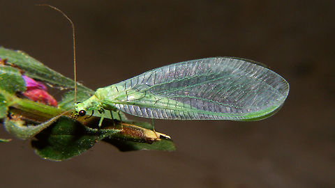 Chrysopa pallens (from Austria) Specimen sent to me from Austria! (but the photo was taken in the Netherlands)
Some other perspectives here:
https://www.jungledragon.com/image/65059/chrysopa_pallens_collage.html Chrysopa,Chrysopa pallens,Chrysopidae,Neuroptera,lacewing