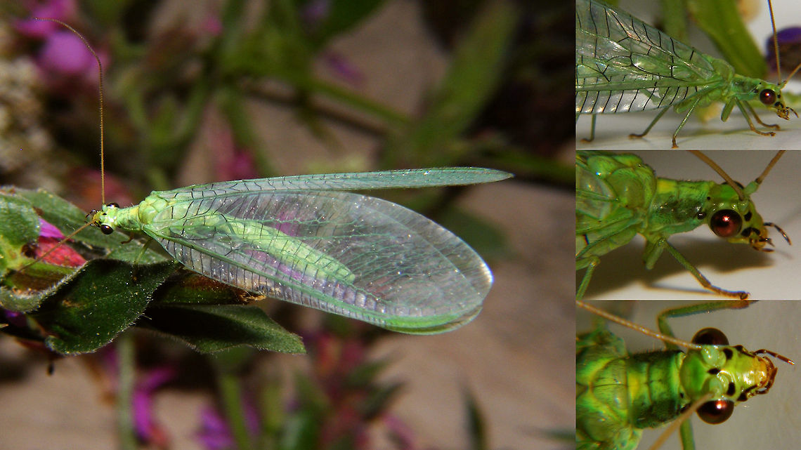 Chrysopa pallens (from Austria) - collage Specimen sent to me from Austria! (but the photo was taken in the Netherlands)<br />
Just noted that this may actually well be Ch. gibeauxi - recently resurrected from synonymy with pallens ... will check with Pierre Tillier on that next ... <br />
Single shot here:<br />
<figure class="photo"><a href="https://www.jungledragon.com/image/65058/chrysopa_pallens_from_austria.html" title="Chrysopa pallens (from Austria)"><img src="https://s3.amazonaws.com/media.jungledragon.com/images/3043/65058_thumb.jpg?AWSAccessKeyId=05GMT0V3GWVNE7GGM1R2&Expires=1759968010&Signature=StOV9Y1uQTdcn6yRmo2dSGFqsWM%3D" width="200" height="114" alt="Chrysopa pallens (from Austria) Specimen sent to me from Austria! (but the photo was taken in the Netherlands)<br />
Some other perspectives here:<br />
https://www.jungledragon.com/image/65059/chrysopa_pallens_collage.html Chrysopa,Chrysopa pallens,Chrysopidae,Neuroptera,lacewing" /></a></figure> Chrysopa,Chrysopa pallens,Chrysopidae,Neuroptera,lacewing
