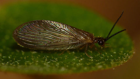 Sisyra nigra Same critter in curious pose here:
https://www.jungledragon.com/image/65061/sisyra_nigra_curious_pose.html Neuroptera,Sisyra,Sisyra nigra,Sisyridae,Spongefly,nigra