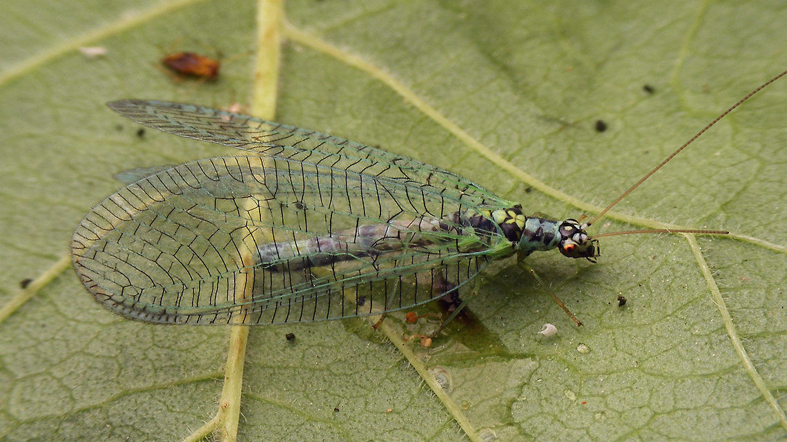 Chrysopa perla (from France) Specimen sent to me from France! (but the photo was taken in the Netherlands) Chrysopa,Chrysopa perla,Chrysopidae,Neuroptera,lacewing