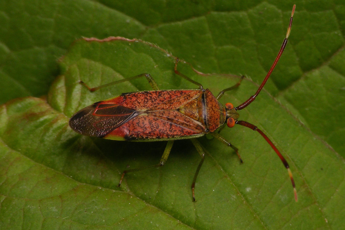 Pantilius tunicatus lateral here:<br />
<figure class="photo"><a href="https://www.jungledragon.com/image/65357/pantilius_tunicatus_-_lateral.html" title="Pantilius tunicatus - lateral"><img src="https://s3.amazonaws.com/media.jungledragon.com/images/3043/65357_thumb.jpg?AWSAccessKeyId=05GMT0V3GWVNE7GGM1R2&Expires=1770854410&Signature=HQutZTUW2VixNmbhI6MV3XwLHyE%3D" width="200" height="114" alt="Pantilius tunicatus - lateral dorsal here:<br />
https://www.jungledragon.com/image/65356/pantilius_tunicatus.html Heteroptera,Miridae,Pantilius,Pantilius tunicatus" /></a></figure> Heteroptera,Miridae,Pantilius,Pantilius tunicatus