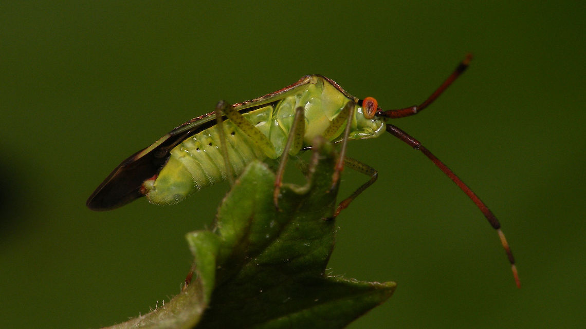 Pantilius tunicatus - lateral dorsal here:<br />
<figure class="photo"><a href="https://www.jungledragon.com/image/65356/pantilius_tunicatus.html" title="Pantilius tunicatus"><img src="https://s3.amazonaws.com/media.jungledragon.com/images/3043/65356_thumb.jpg?AWSAccessKeyId=05GMT0V3GWVNE7GGM1R2&Expires=1770854410&Signature=CerACAFNxcmIPO5Xs9ziRRBuA2k%3D" width="200" height="134" alt="Pantilius tunicatus lateral here:<br />
https://www.jungledragon.com/image/65357/pantilius_tunicatus_-_lateral.html Heteroptera,Miridae,Pantilius,Pantilius tunicatus" /></a></figure> Heteroptera,Miridae,Pantilius,Pantilius tunicatus