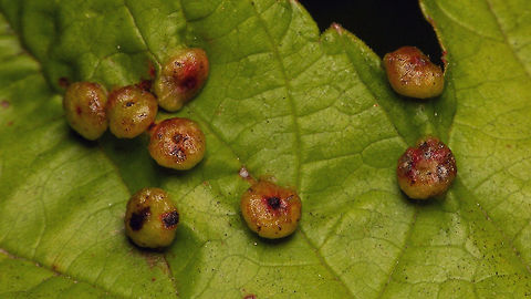 Dasineura ulmaria - Galls  Cecidomyiidae,Dasineura,Dasineura ulmaria,Diptera,gall,gall midge