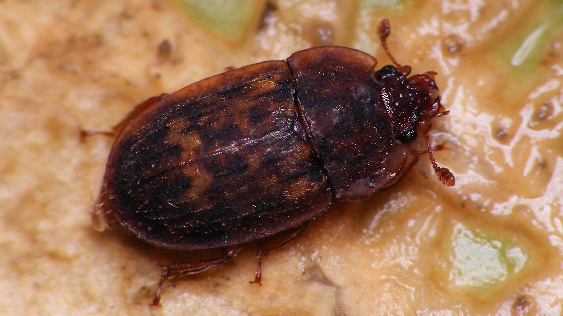 Soronia punctatissima  Nitidulidae,Soronia,Soronia punctatissima