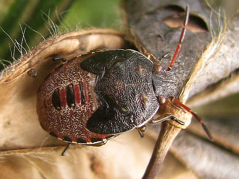 Piezodorus lituratus - L5  Gorse shieldbug,Heteroptera,Nymph,Pentatomidae,Pentatominae,Piezodorini,Piezodorus,Piezodorus lituratus,nl: Bremschildwants