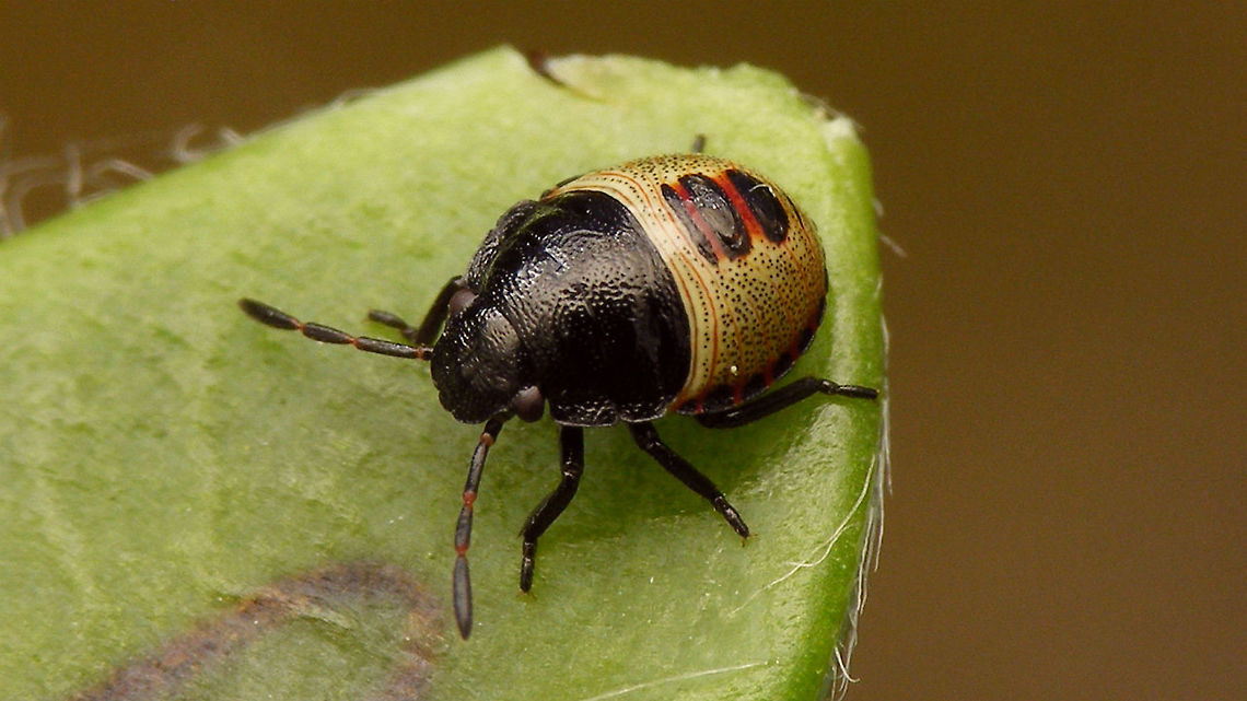 Piezodorus lituratus - young nymph  Gorse shieldbug,Heteroptera,Nymph,Pentatomidae,Pentatominae,Piezodorini,Piezodorus,Piezodorus lituratus,nl: Bremschildwants